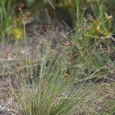 Image result for Bulbostylis hispidula