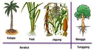 Serabut benang memiliki ukuran akar yang paling kecil daripada ukuran akar lainnya. Macam Macam Penggolongan Tumbuhan Artikel Lengkap Kampung Ilmu Artikel Motivasi Motivasi Belajar Materi Pelajaran
