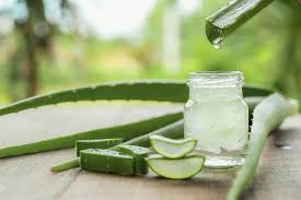 Dabei reichen wenige schlückchen, die direkt von oben gegossen werden. Aloe Vera Ihre Wirkung Auf Die Haut Volksversand Versandapotheke