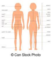 Women Body Measurements Vector Illustration Of Womens Body