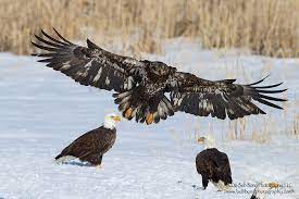 Arriving In Style A Juvenile Bald Eagle Landing On The Snowy Banks Of Farmington Bay In Utah To Get Something To Ea Bald Eagle Juvenile Bald Eagle Raptors Bird