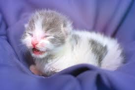 Maybe you would like to learn more about one of these? Newborn Kitten Meows Photograph By Calina Bell