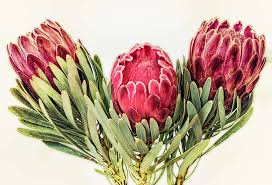 But when the anc came into ppower, they decided to change a couple of things. Hd Wallpaper Three Red Petaled Flowers Protea South Africa Plant Floral Wallpaper Flare