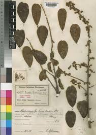 Image result for Embelia schimperi