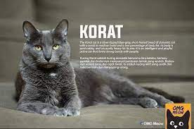 Regarder des films en streaming complet sur votre smart tv, console de jeu, pc, mac, smartphone, tablette et bien plus. Kucing Perpustakaan Desa Pnm Kampung Lahar Tiang Facebook