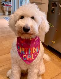 Our puppies go to their forever homes vet inspected, dewormed (3x's), 1st set of vaccinations, puppy starter pack, blanket with scent of mom and litter mates and birth certificate. Coastland Goldendoodles