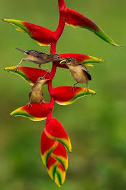 Birds And Blooms 2019 Photo Contest Winners 17 Nature Life Photography That Realistic Art Creative Digital Picture Tip Idea 8 Birds Of Paradise Flower Beautiful Birds Birds Of Paradise