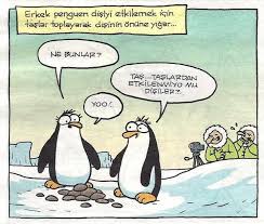 Erkek Penguen Disiyi Etkilemek Icin Taslar Toplayarak Disinin Onune Yigar Karikatur Karikatur Penguen Karikatur Kitabi