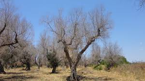 If it looks like the majority of the tree limb branches are. Southern Europe Could Lose 22 Billion Fighting Deadly Olive Tree Disease Npr