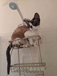 Pin On Cats