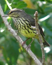 Backyard Birds Of New Jersey Field Guide Northern Waterthrush Birds Bird Life List Backyard Birds