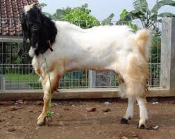 We did not find results for: Cara Ternak Kambing Yang Baik Agar Cepat Sukses Untuk Pemula