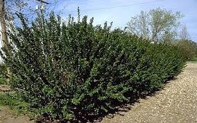 Image result for Cotoneaster