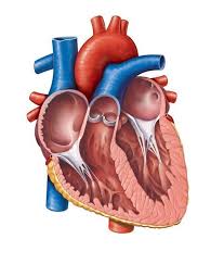 Circulatory System Mr Hookham S Science Union Middle School Heart Diagram Human Heart Anatomy Heart Anatomy