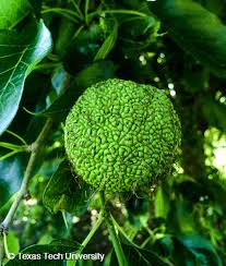 However, hedge apples have suffocated livestock by lodging in their esophagus. Osage Orange Hedge Apple Bois D Arc Plant Resources Home Ttu