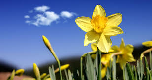 It is one of the most popular poems of wordsworth. I Wandered Lonely As A Cloud Daffodils At Spillwords Com