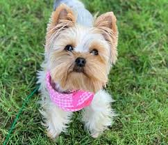 What is the best haircut for a yorkie. Yorkie Haircuts Which Is Best For My Pup K9 Web