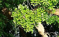 Image result for Afzelia