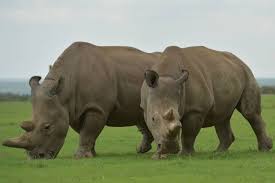 انقراض وحيد القرن | أخبار سكاي نيوز عربية. Eyazd53xfsvatm