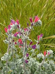 Image result for Echium