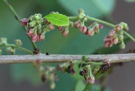 Image result for Phyllanthus reticulatus