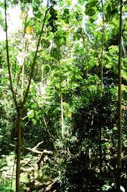 Image result for Dombeya torrida