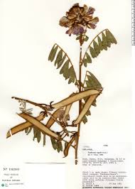 Image result for Tephrosia vogelii