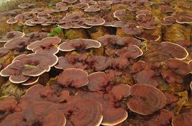 Image result for Ganoderma lucidum