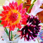 Large blooms create a dramatic look with deep pink colors in the middle, fading out to pure white at the tips. Alauna Clair Obscur Cactus Dahlia American Meadows