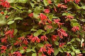 Crossvine, bignonia capreolata 'tangerine beauty' trumpet vine, campsis radicans dappled sun: Pergola Plants Guide Shade And Enhance Your Outdoor Space