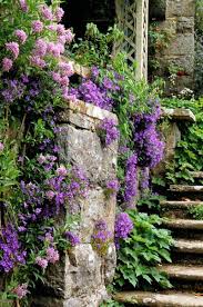 Verbena Campanula Poscharskyana And Ivy On An Old Stone Wall Beautiful Gardens Dream Garden Gorgeous Gardens