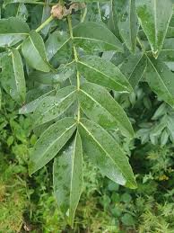 Image result for Zanthoxylum chalybeum