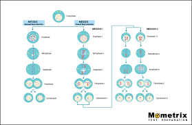 Stages of meiosis 1 and 2 (with pictures) meiosis is the type of cell division that is seen during the formation of gametes (sex cells). Cellular Division Mitosis And Meiosis Video