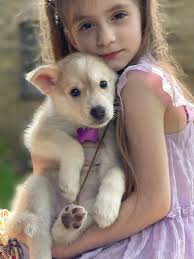 Cardigan corgi puppies available in September