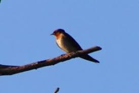 Jenis lesen atau lesen yang diperlukan boleh bergantung kepada jenis perniagaan yang tepat, dan anda mungkin memerlukan lebih dari satu. Jom Kenali 15 Jenis Burung Di Malaysia Wujud Rupanya Bidadari My