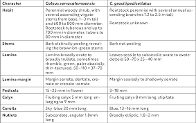 Image result for Coleus gracilipedicellatum