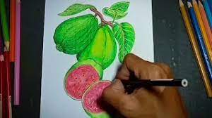 Biji juga memiliki nilai komersial di indonesia dan memiliki pangsa pasar yang luas. Menggambar Buah Jambu Biji How To Draw A Guava Mewarnai Buah Jambu Menggunakan Pensil Warna Youtube