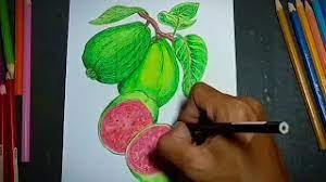 Tak hanya memiliki rasa segar, jambu biji memiliki banyak manfaat kesehatan. Menggambar Buah Jambu Biji How To Draw A Guava Mewarnai Buah Jambu Menggunakan Pensil Warna Youtube