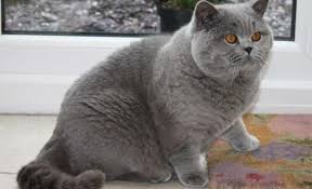 Explore 85 listings for pedigree british shorthair kittens for sale at best prices. 8 British By Short British Shorthair The British Cat For Short Is Acquired At A Price Ranging From 500 To British Shorthair Cats Cats British Shorthair