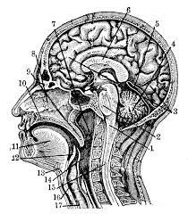 Related posts of anatomy of outer ear diagram. Pin On Office Vibe Art