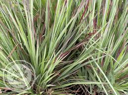 Image result for Schizachyrium claudopus