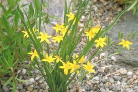 Image result for Hypoxidaceae