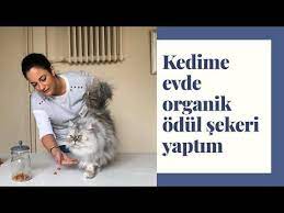 kediler icin evde kolayca odul sekeri yapimi youtube kedi evcil hayvanlar kedi evi