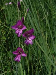 Image result for Afrosolen coeruleus