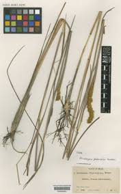 Image result for Eriochrysis pallida