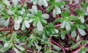Maybe you would like to learn more about one of these? Portulaca Fresca Cos E La Cura Delle Piante Di Portulaca E Portulaca Il Giardino Commestible