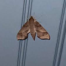 Image result for Disperis virginalis