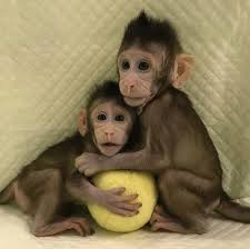 Fast & free shipping · top brands & styles · shop our huge selection Cute Monkey Video Home Facebook