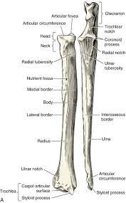 Radius appendicular skeleton styloid process ulnar notch of radius labeled bone the radius is attached to the tibia part of the bone located on the legs. Radius And Ulna Veterian Key