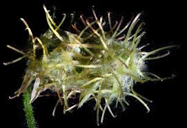 Image result for Pupalia micrantha